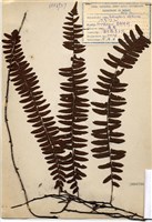 藏品(藤蕨)的圖片